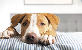 veterinary-young-fawn-mixed-breed-puppy-laying-on-striped-bed-450px-shutterstock-564777532.jpg