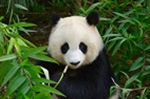 Canine Distemper Virus Infection in Giant Pandas