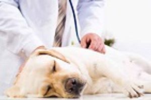 September is Animal Pain Awareness Month