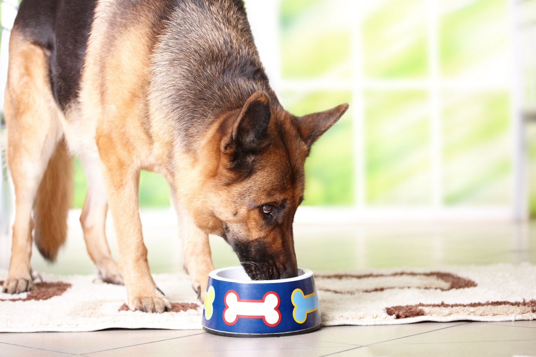 Senior dog nutrition
