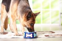 Senior dog nutrition