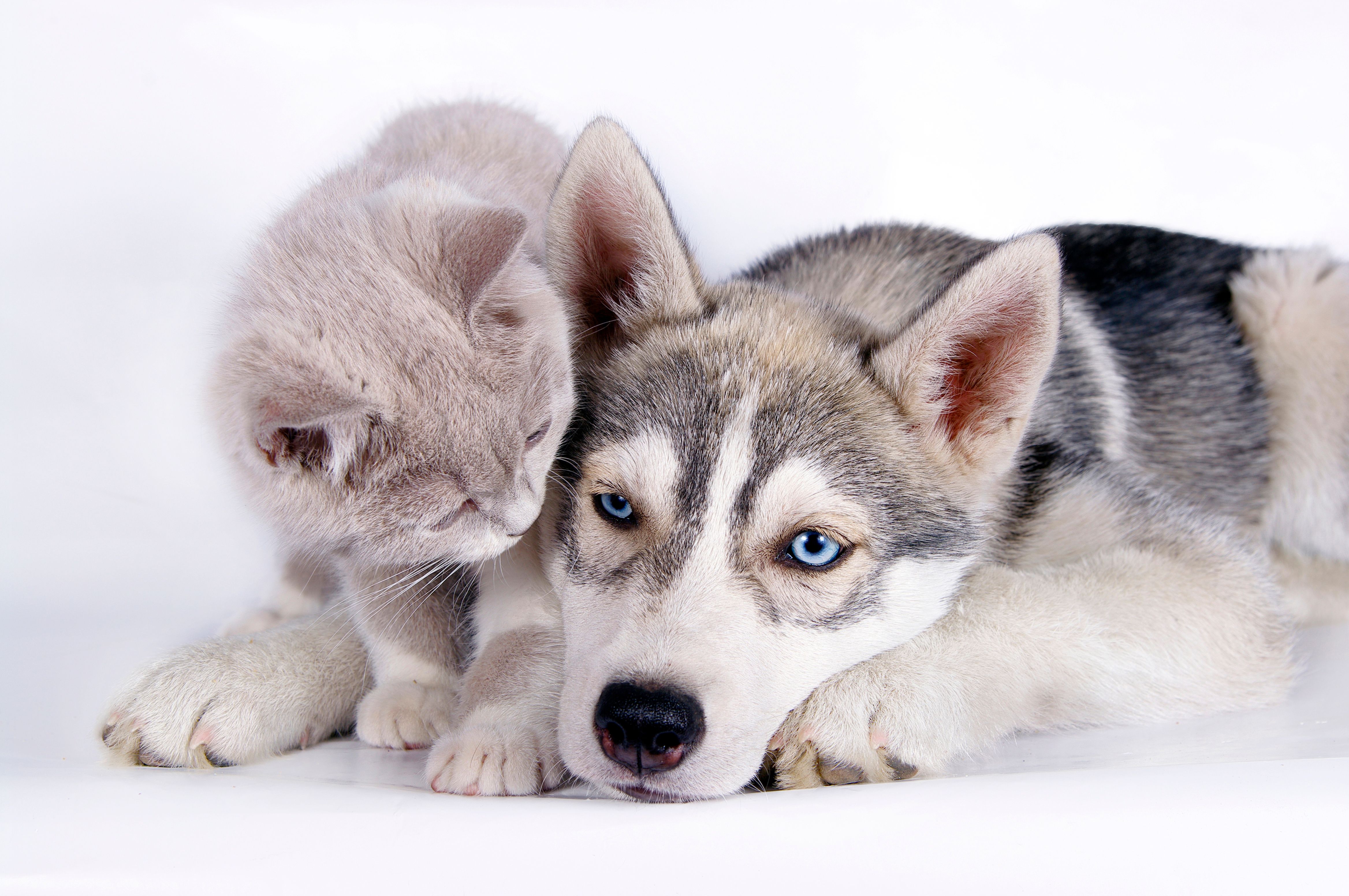 are huskies good with cats