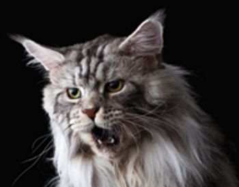 veterinary_cat_howl_0810-681917-1384241448740.jpg