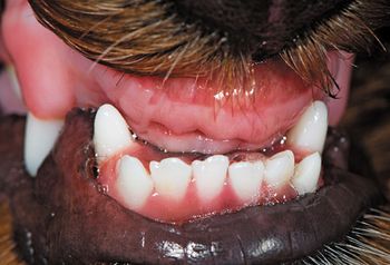 veterinary_Bellows_0515_3b_450px.jpg