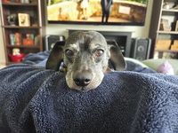 Dog survives mushroom poisoning after delayed onset of neurologic signs