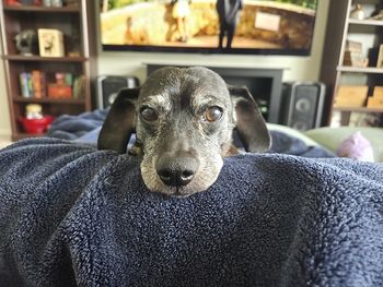 Dog survives mushroom poisoning after delayed onset of neurologic signs