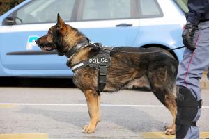 Dogs and the opioid epidemic: emergency protocols for field stabilization, in-hospital treatment and prognosis for canine opioid overdoses