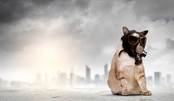 veterinary-image-of-cat-in-gas-mask-ecology-concept-450px-146119934.jpg