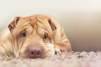 veterinary-rest-of-a-shar-pei-lying-on-a-floor-450px-shutterstock-459281071.jpg