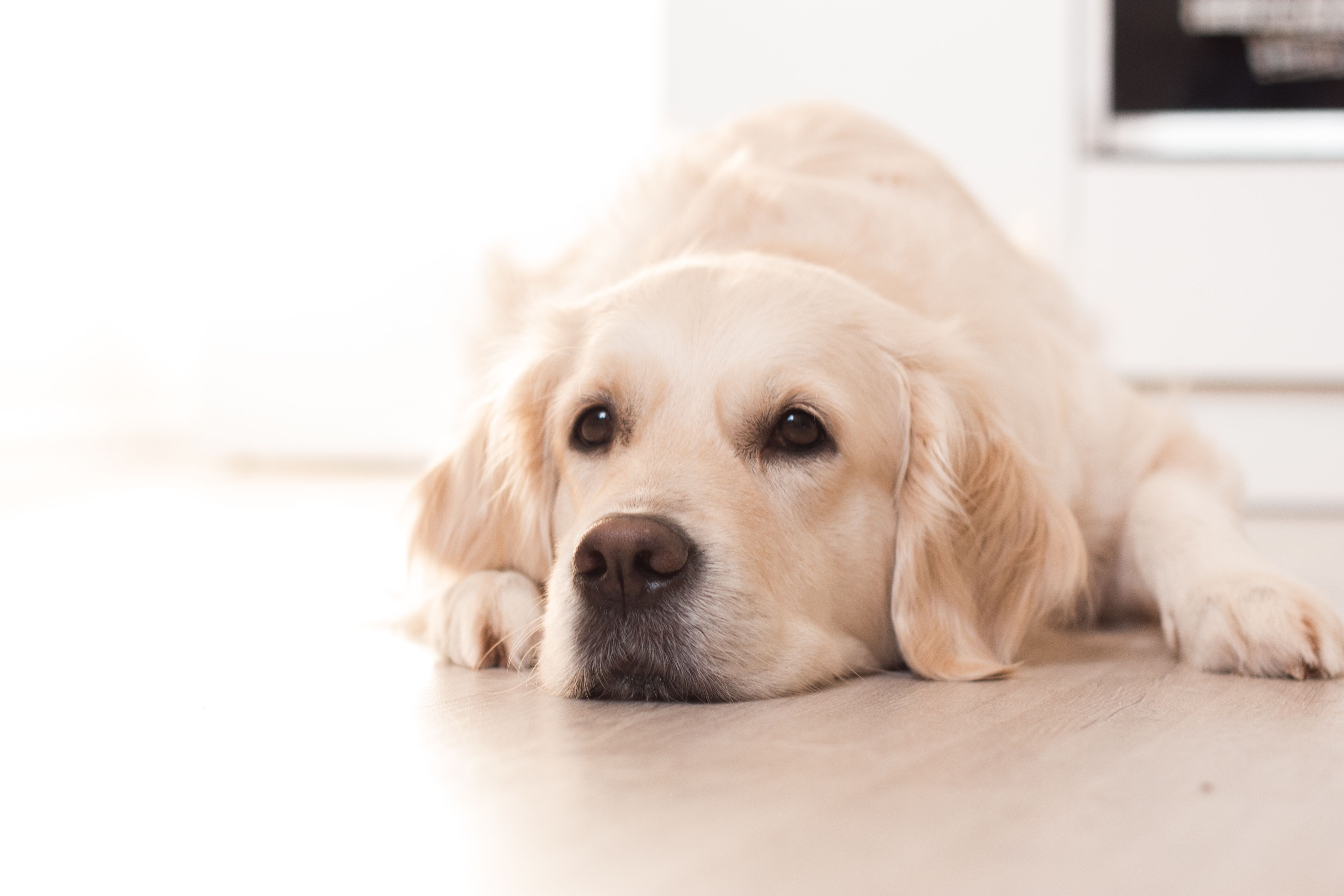 Crohn Disease In Dogs Prognosis Captions Todays