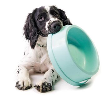 veterinary_dog_bowl_450px_184345823.jpg