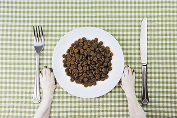 veterinary-dog-paws-in-front-of-a-white-plate-full-of-feed-tasty-food-for-dogs-school-of-good-manners-450px-shutterstock-235703065.jpg