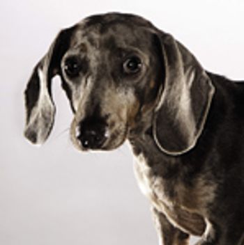 veterinary_storm_phobia_121-698406-1384226622369.jpg