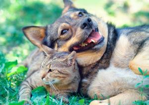 Pet insurance proves valuable to many clients