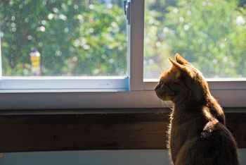 veterinary_geriatricCat_vm0112_84299528_450.jpg