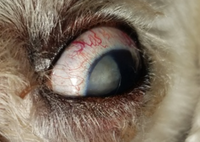 what causes sudden glaucoma in dogs
