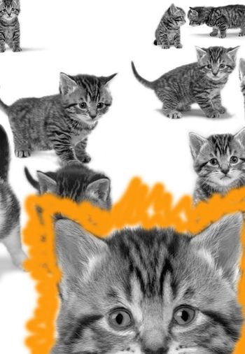 7-veterinary_fear_crowd-7.jpg