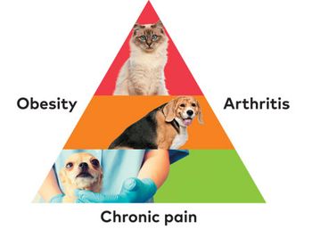 Triangle-image-for-Vetted_450.jpg