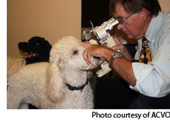 Poodle_web-834825-1404214479466.jpg