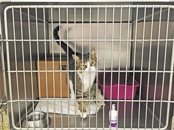 Frugal_CatBox.jpg