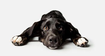 veterinary-dog-curious_AdobeStock_213060846-450px.jpg