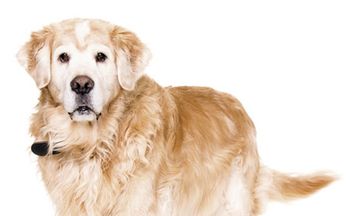 veterinary_DVM_Senior-dog_4184145020_450.jpg