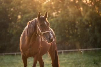 Thoroughbred horse on pasture during sunset