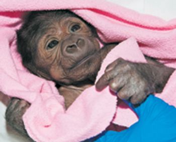 BabyGorilla_Day2_Large_2-841160-1404210040647.jpg