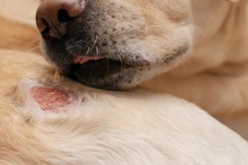 Allergic dermatitis in dogs