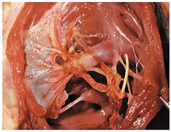 veterinary_Dvm-10.jpg