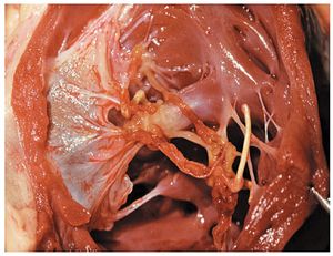veterinary_Dvm-10.jpg