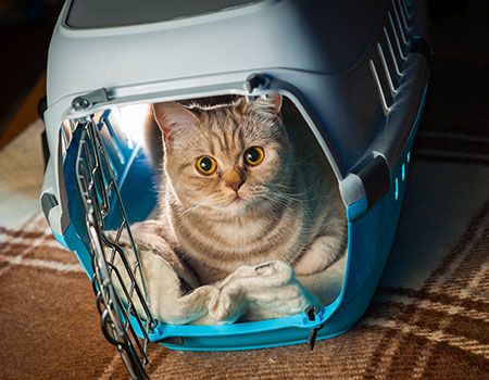 cat in crate