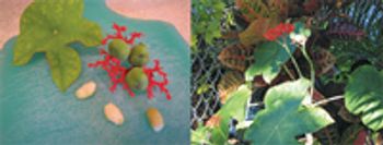 veterinary_Jatropha_seeds-and-veterinary_Jatropha_plant_t-844637-1404210651071.jpg