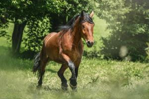 Photo: Annabell Gsödl/Adobe Stock