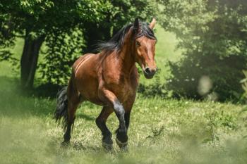 Photo: Annabell Gsödl/Adobe Stock