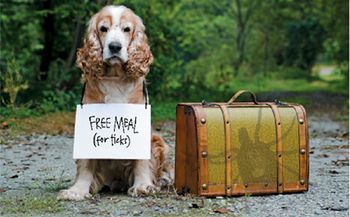 veterinary-dryden-tick.jpg