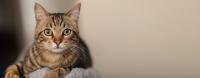 Study finds if caught early enough, felines can survive bird flu 