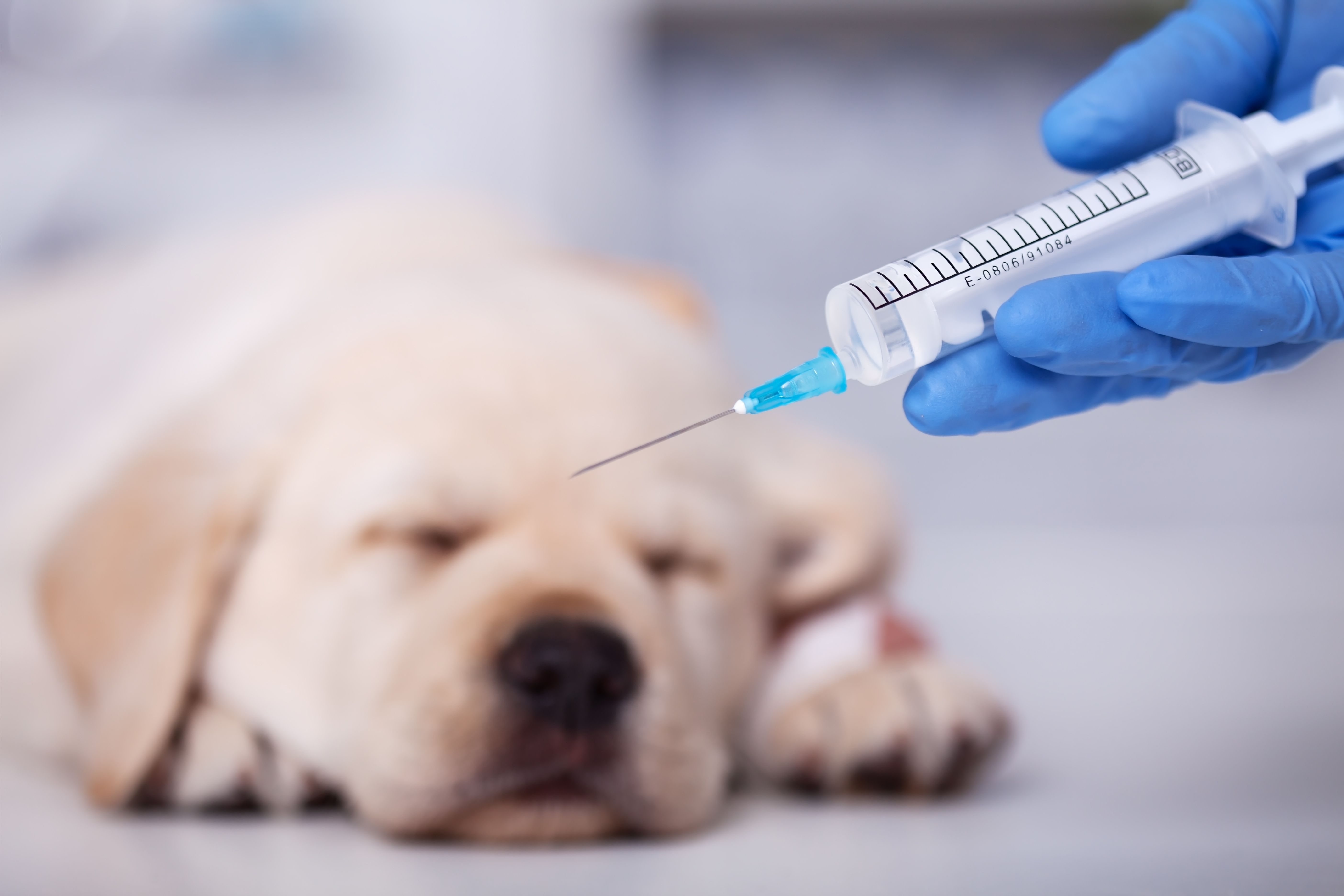Petco Dog Vaccinations Prices 86