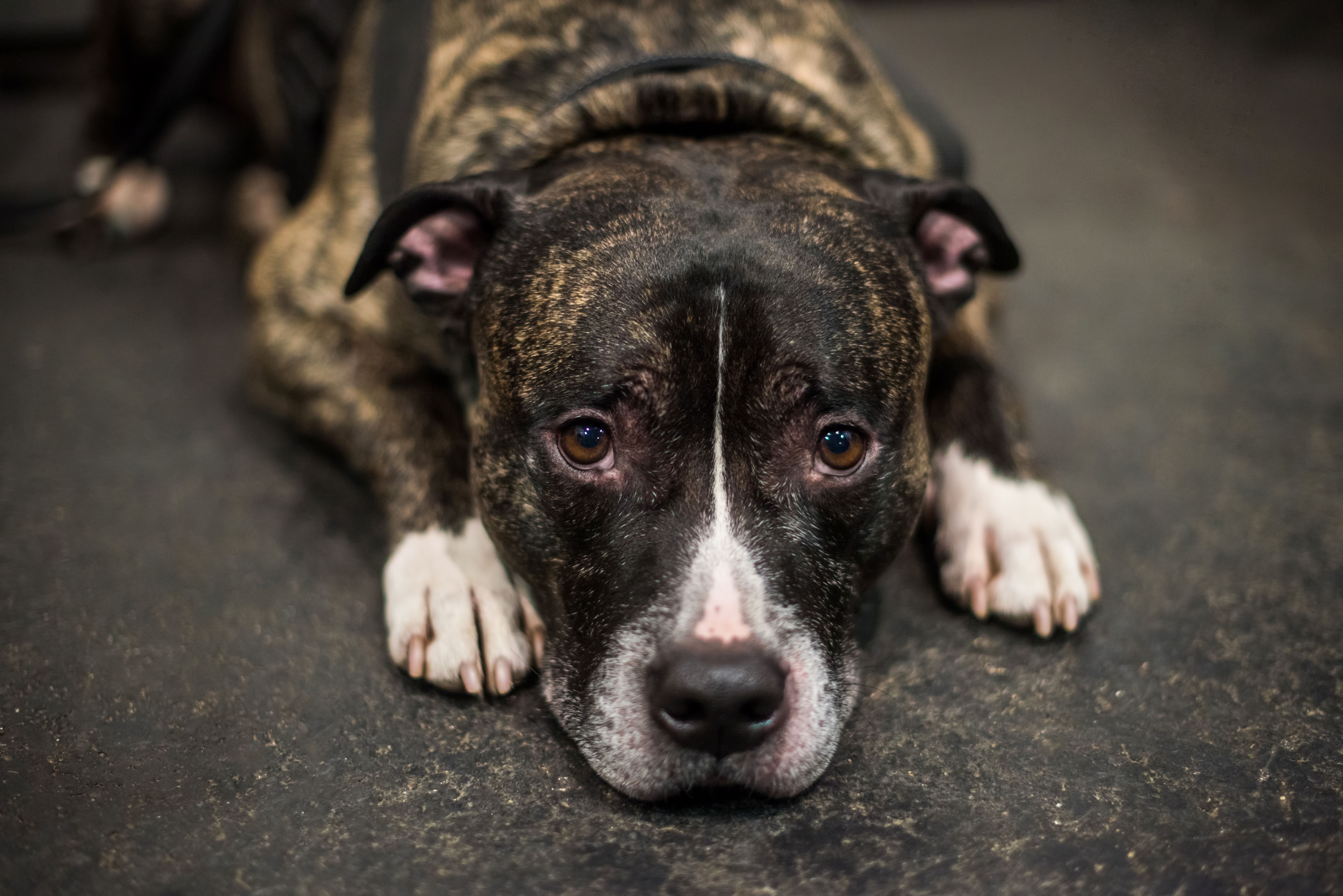 Dog with osteoarthritis