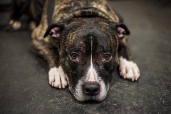 Dog with osteoarthritis