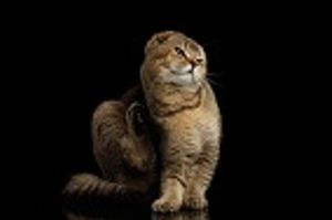 ACVC 2016: Feline Skin Syndromes - The Frustrating Feline Triad & More