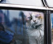 veterinary_feline_inside-654768-1384333478184.jpg
