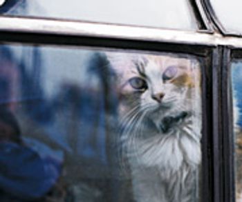 veterinary_feline_inside-654768-1384333478184.jpg