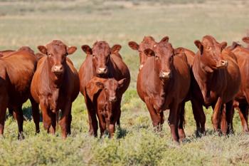 Photo: EcoView/Adobe Stock