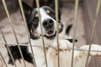 Photo: valdisskudre/Adobe Stock