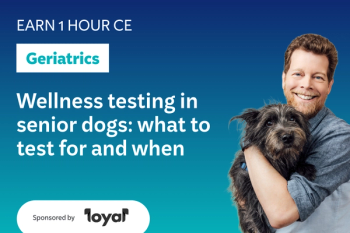 Wellness testing in senior dogs: what to test for and when
