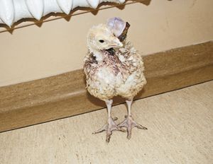veterinary_Szweda_Figure_1_450px.jpg