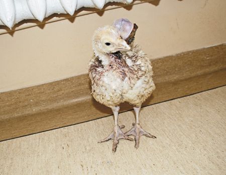 A teratoma in a turkey's eye