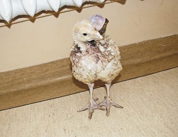 veterinary_Szweda_Figure_1_450px.jpg
