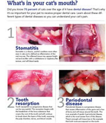 veterinary-cats-mouth-757758-1384165318108.jpg